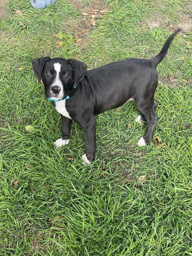 Oreo, a Adopted mixed breed in Madison, MN image 5/5