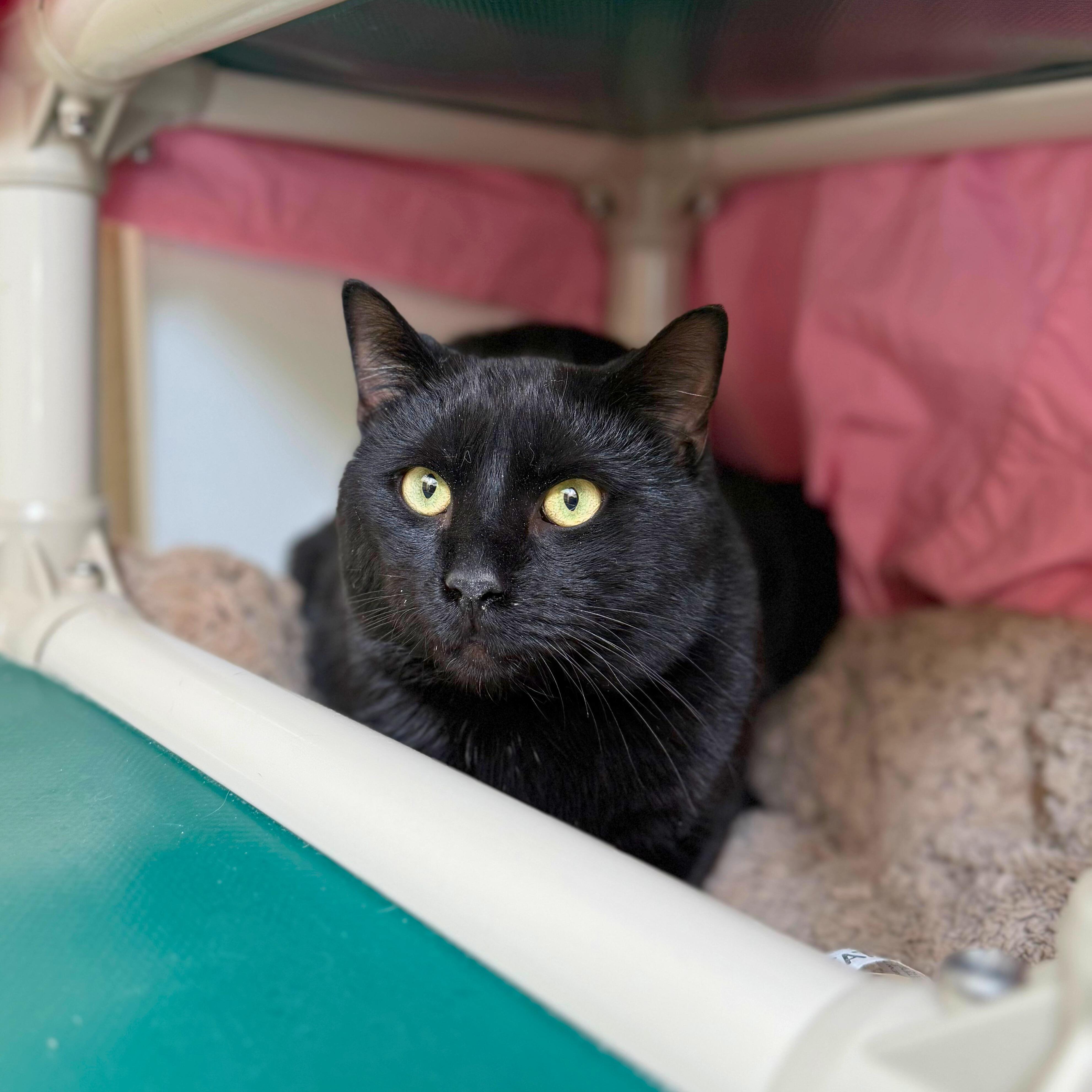 Enlarge Dobby, a Adoptable Domestic Short Hair in Ridgway, CO image 2/4