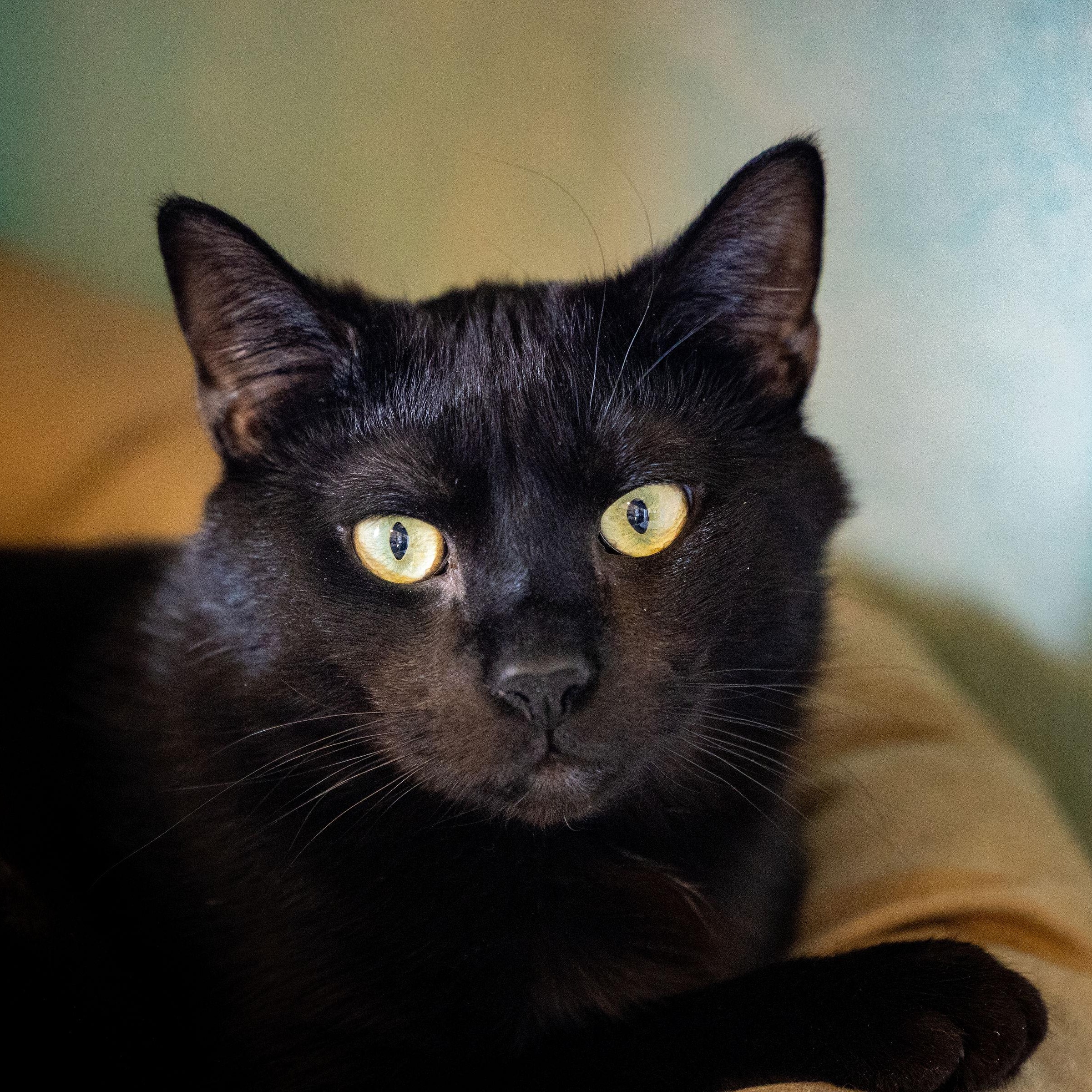 Enlarge Dobby, a Adoptable Domestic Short Hair in Ridgway, CO image 1/5