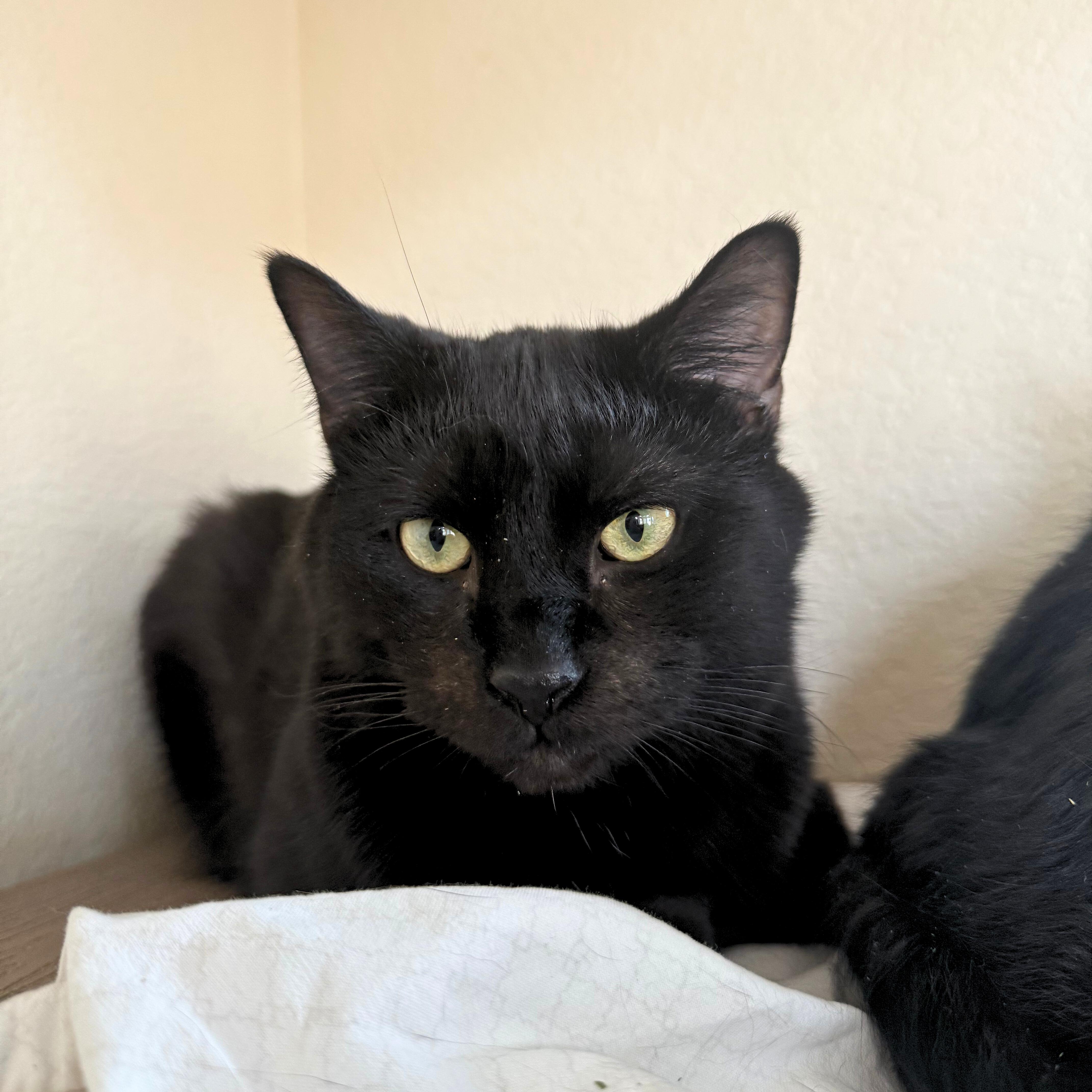 Enlarge Dobby, a Adoptable Domestic Short Hair in Ridgway, CO image 1/4