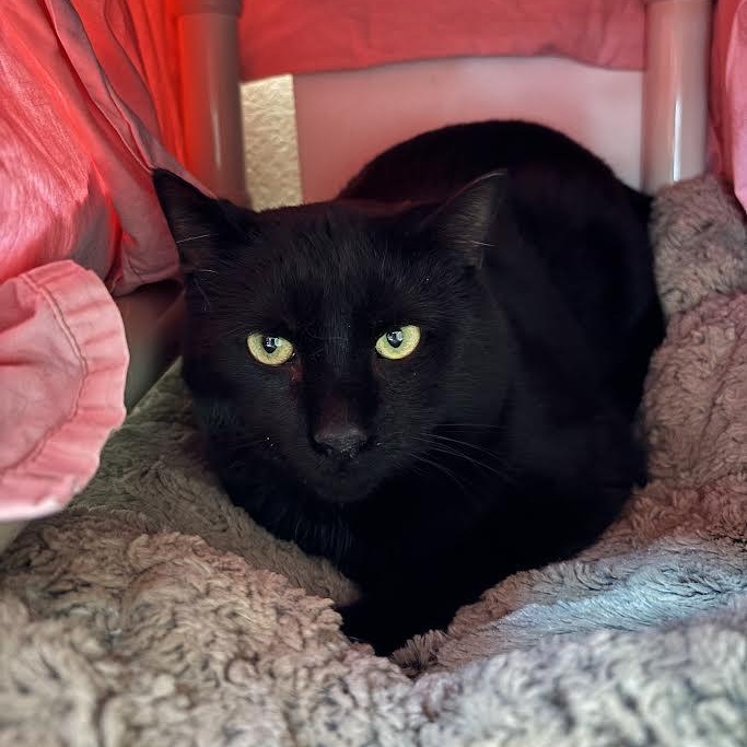 Enlarge Dobby, a Adoptable Domestic Short Hair in Ridgway, CO image 4/4