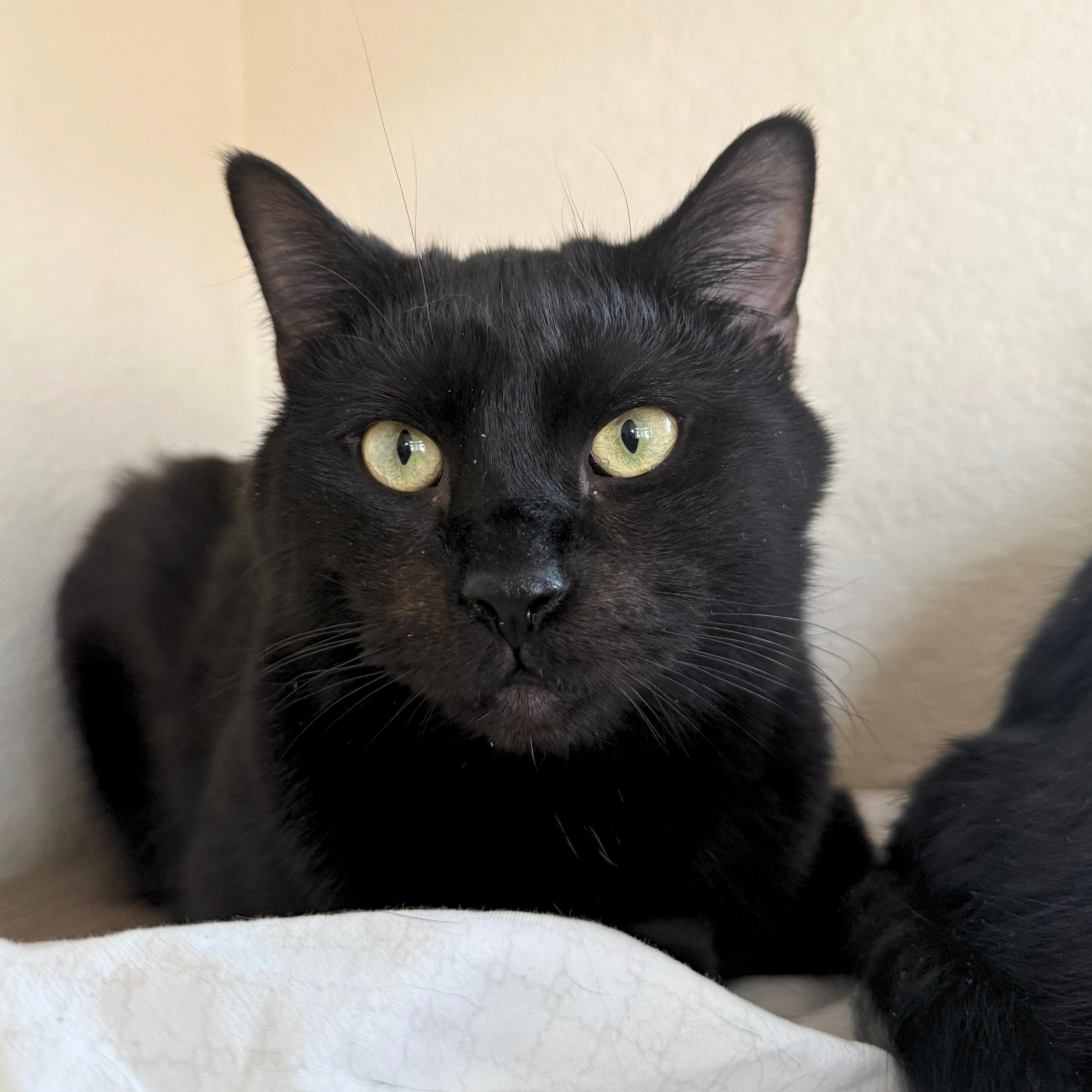 Enlarge Dobby, a Adoptable Domestic Short Hair in Ridgway, CO image 3/4