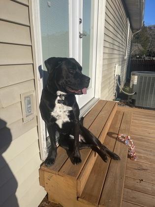 Nova, Adoptable, Puppy Female Cane Corso & Bullmastiff.