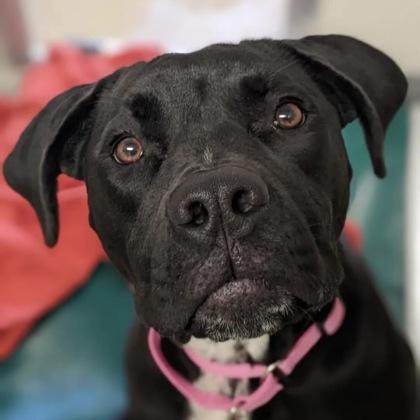 Enlarge Nova, a Adoptable mixed breed in Norfolk, VA image 1/1