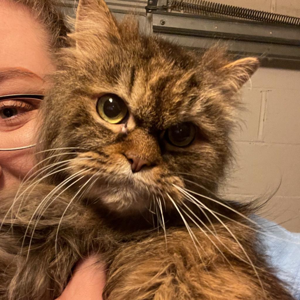 Enlarge Sadie, a Adoptable Persian in PITTSBURGH, PA image 3/6