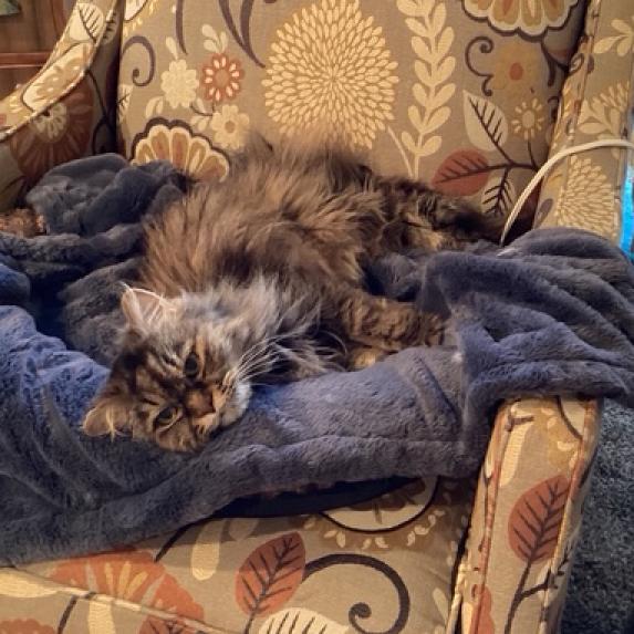 Enlarge Sadie, a Adoptable Persian in PITTSBURGH, PA image 4/6