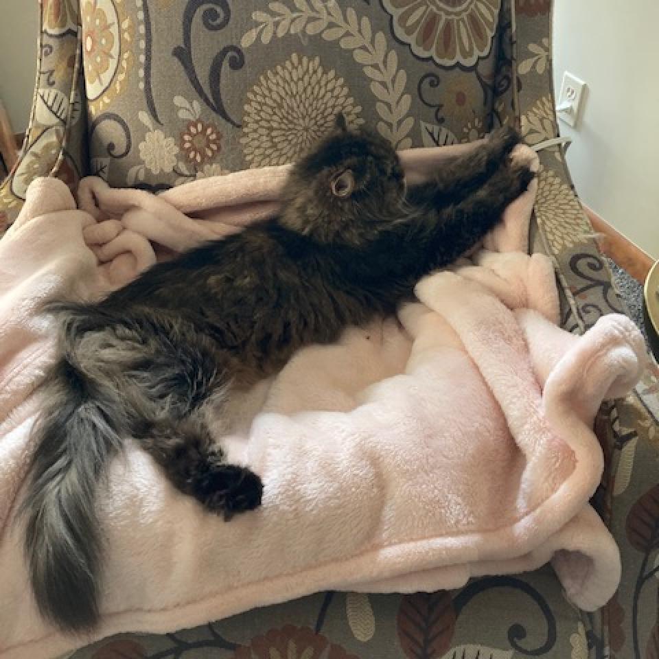 Enlarge Sadie, a Adoptable Persian in PITTSBURGH, PA image 6/6