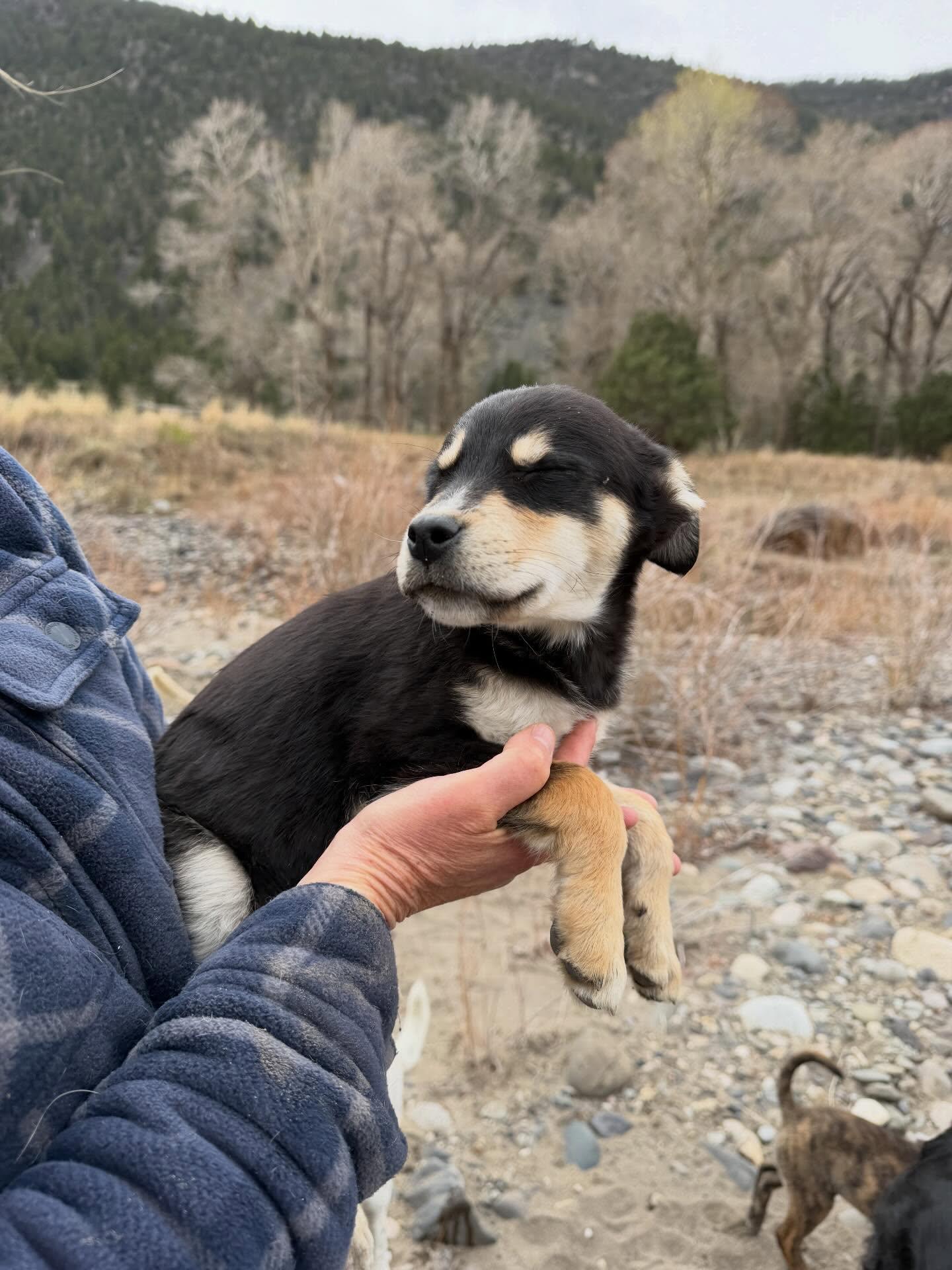 Enlarge Lavender, a ADOPTABLE Mixed Breed in Wilsall, MT image 1/1