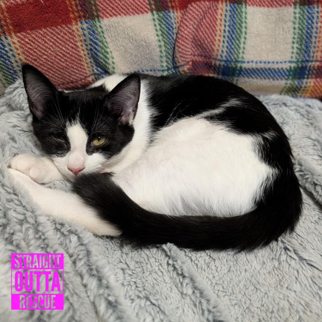 Enlarge Magpie, a Adoptable Domestic Short Hair in Vancouver, BC image 1/5