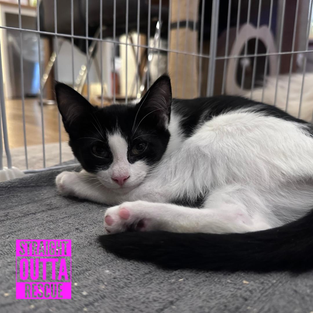 Enlarge Magpie, a Adoptable Domestic Short Hair in Vancouver, BC image 5/5