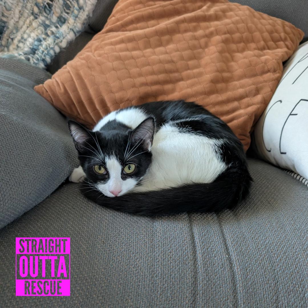 Enlarge Magpie, a Adoptable Domestic Short Hair in Vancouver, BC image 3/5