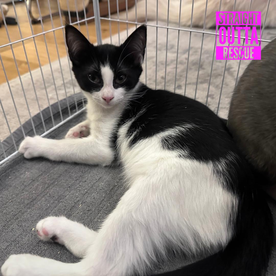 Enlarge Magpie, a Adoptable Domestic Short Hair in Vancouver, BC image 4/5