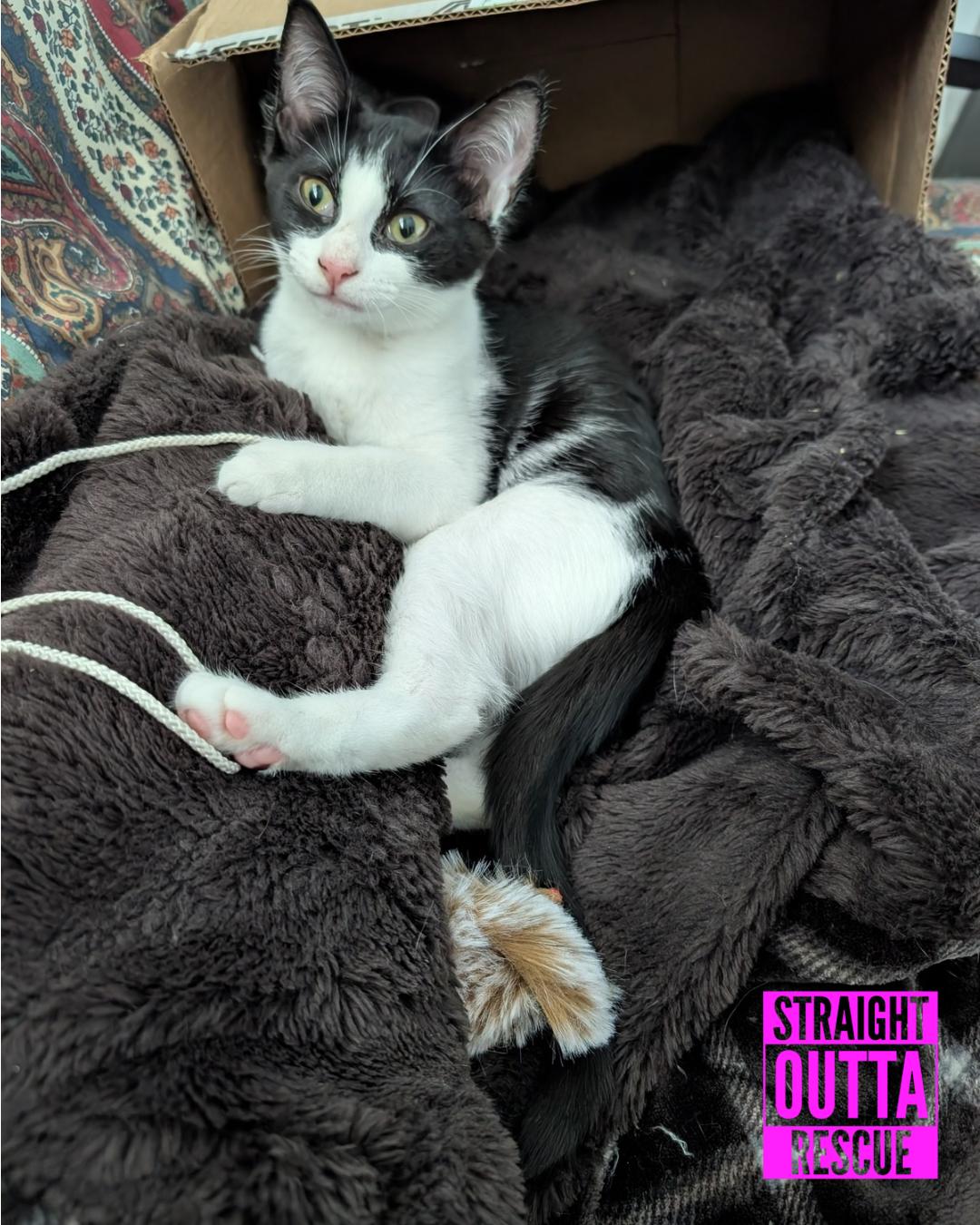 Enlarge Magpie, a Adoptable Domestic Short Hair in Vancouver, BC image 2/5