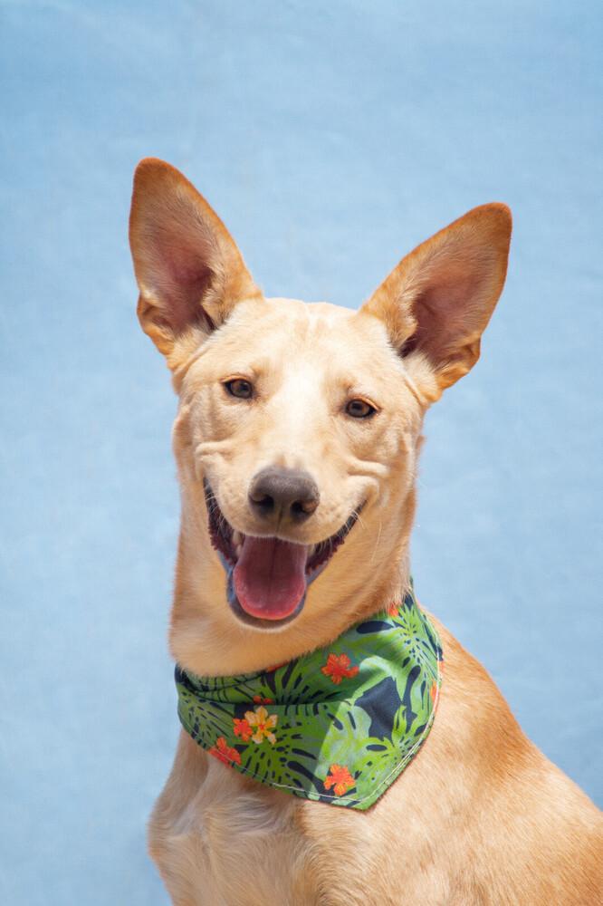 AKIRA, Adoptable, Young Female Shepherd.