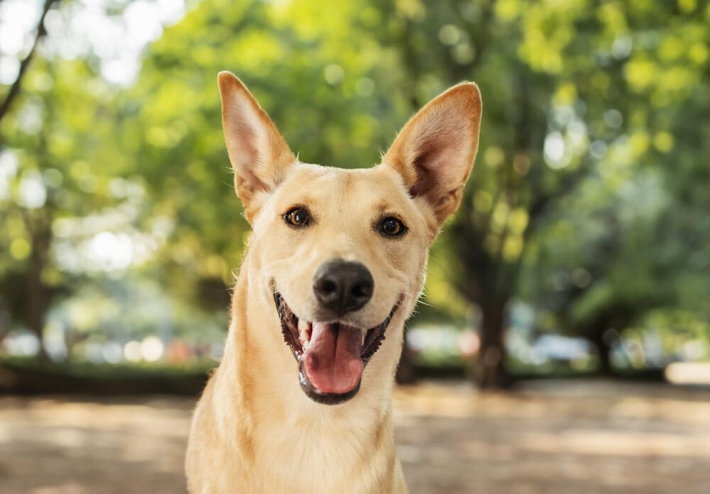 AKIRA, a Adoptable mixed breed in Langley, BC image 2/6