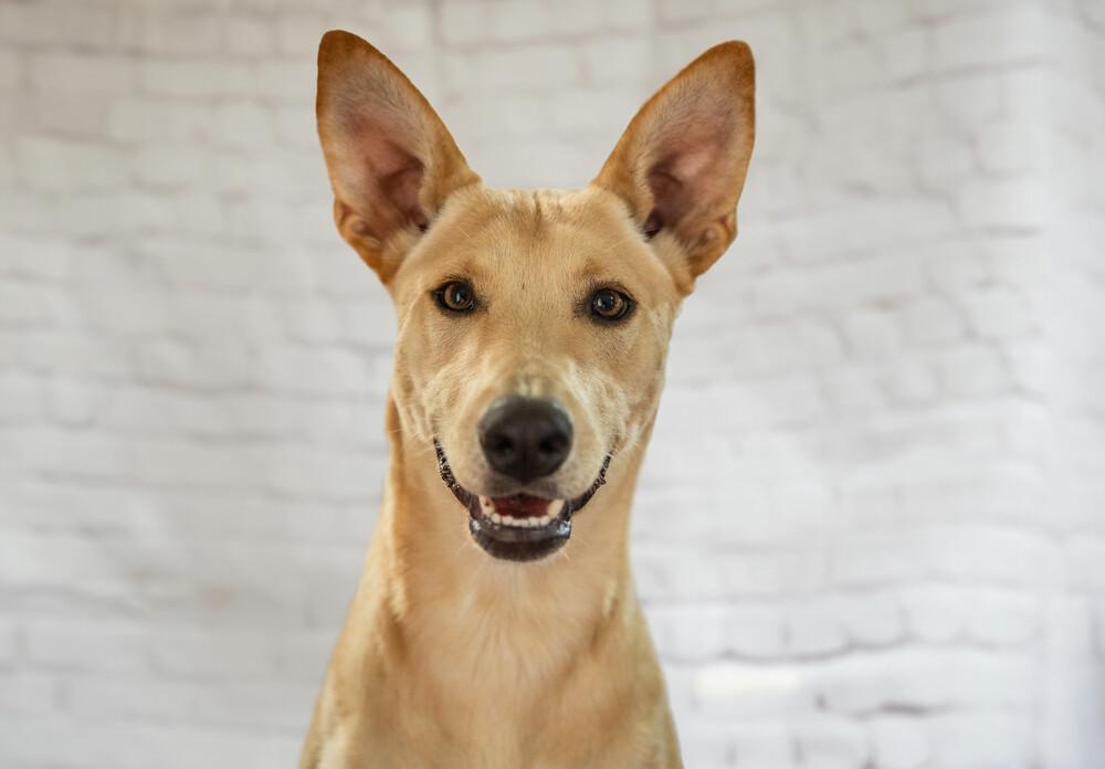 AKIRA, a Adoptable mixed breed in Langley, BC image 3/6