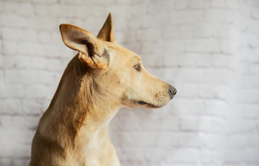 AKIRA, a Adoptable mixed breed in Langley, BC image 5/6