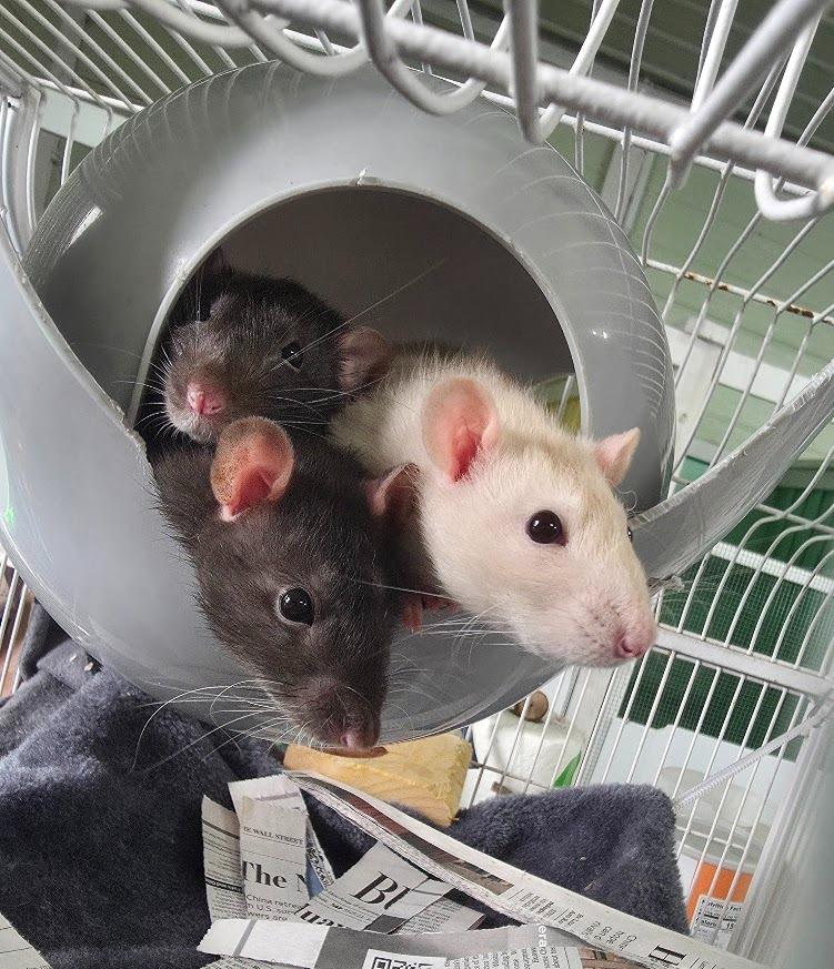 Enlarge Cool Blue, a Adoptable Rat in CRYSTAL LAKE, IL image 2/3