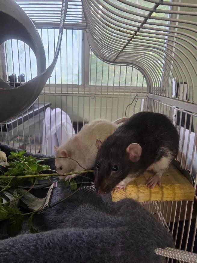 Enlarge Cool Blue, a Adoptable Rat in CRYSTAL LAKE, IL image 3/3