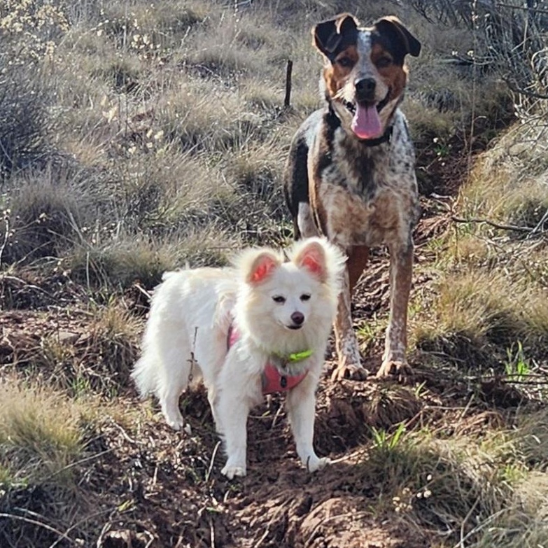 Enlarge Barbie , a Adoptable mixed breed in Goldendale, WA image 3/3
