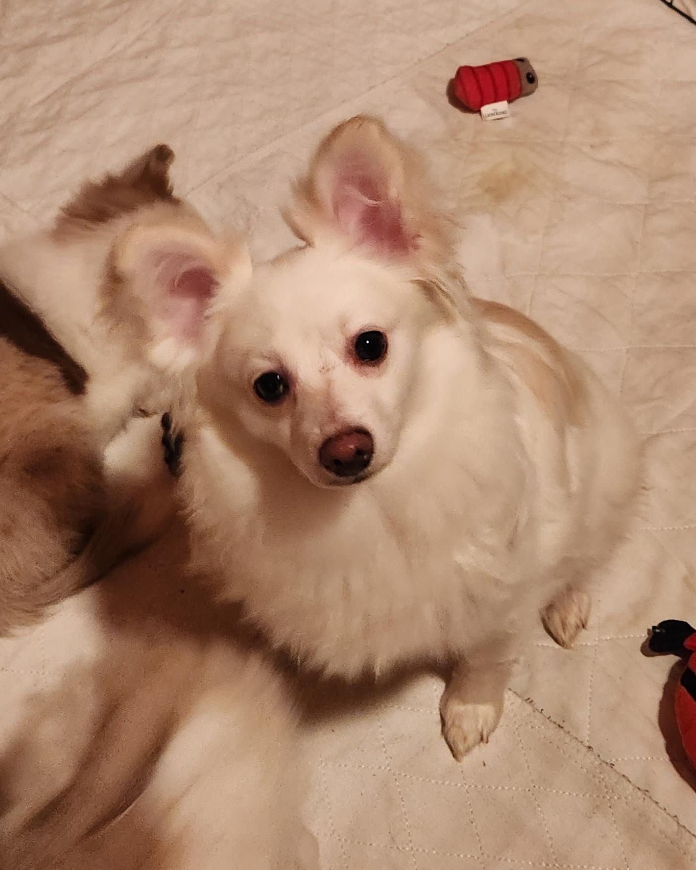 Enlarge Barbie , a Adoptable mixed breed in Goldendale, WA image 2/3