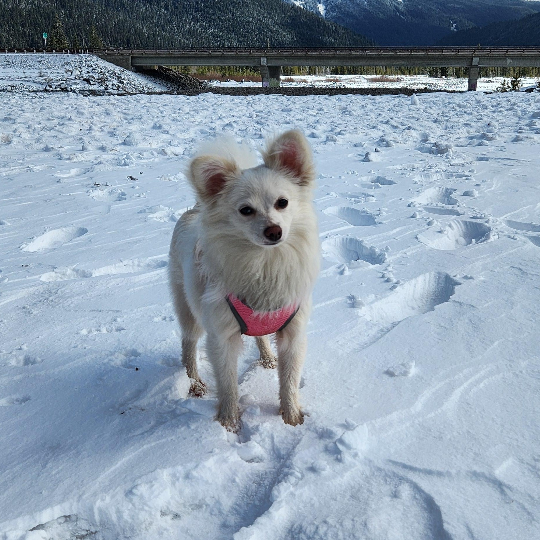 Barbie , Adoptable, Young Female Pomeranian & Mixed Breed.