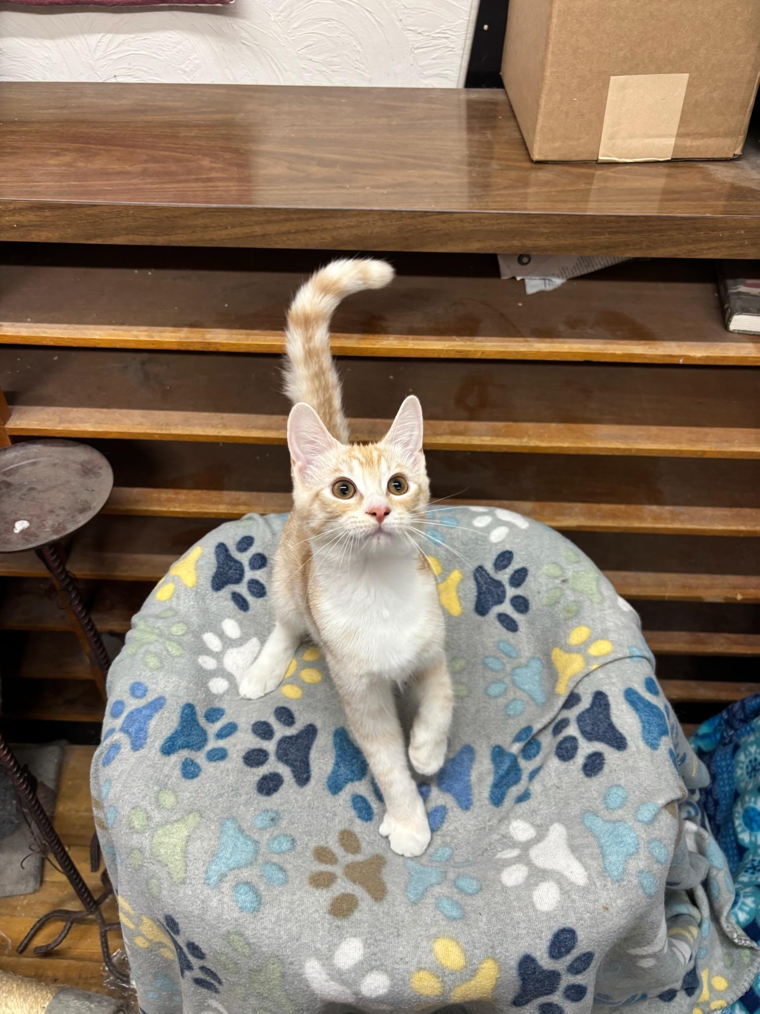 Enlarge Remy, a Adoptable Domestic Short Hair in Coldwater, MI image 1/3