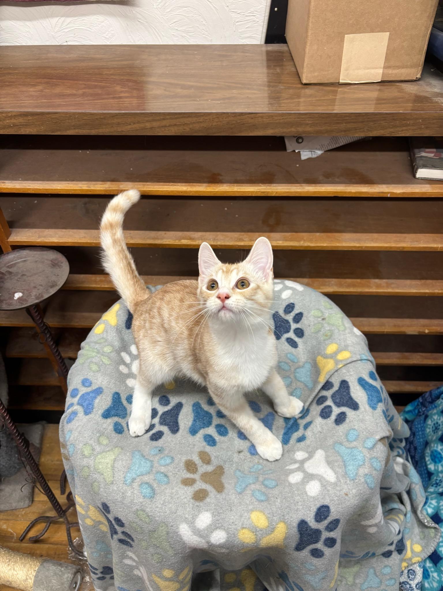 Enlarge Remy, a Adoptable Domestic Short Hair in Coldwater, MI image 2/3