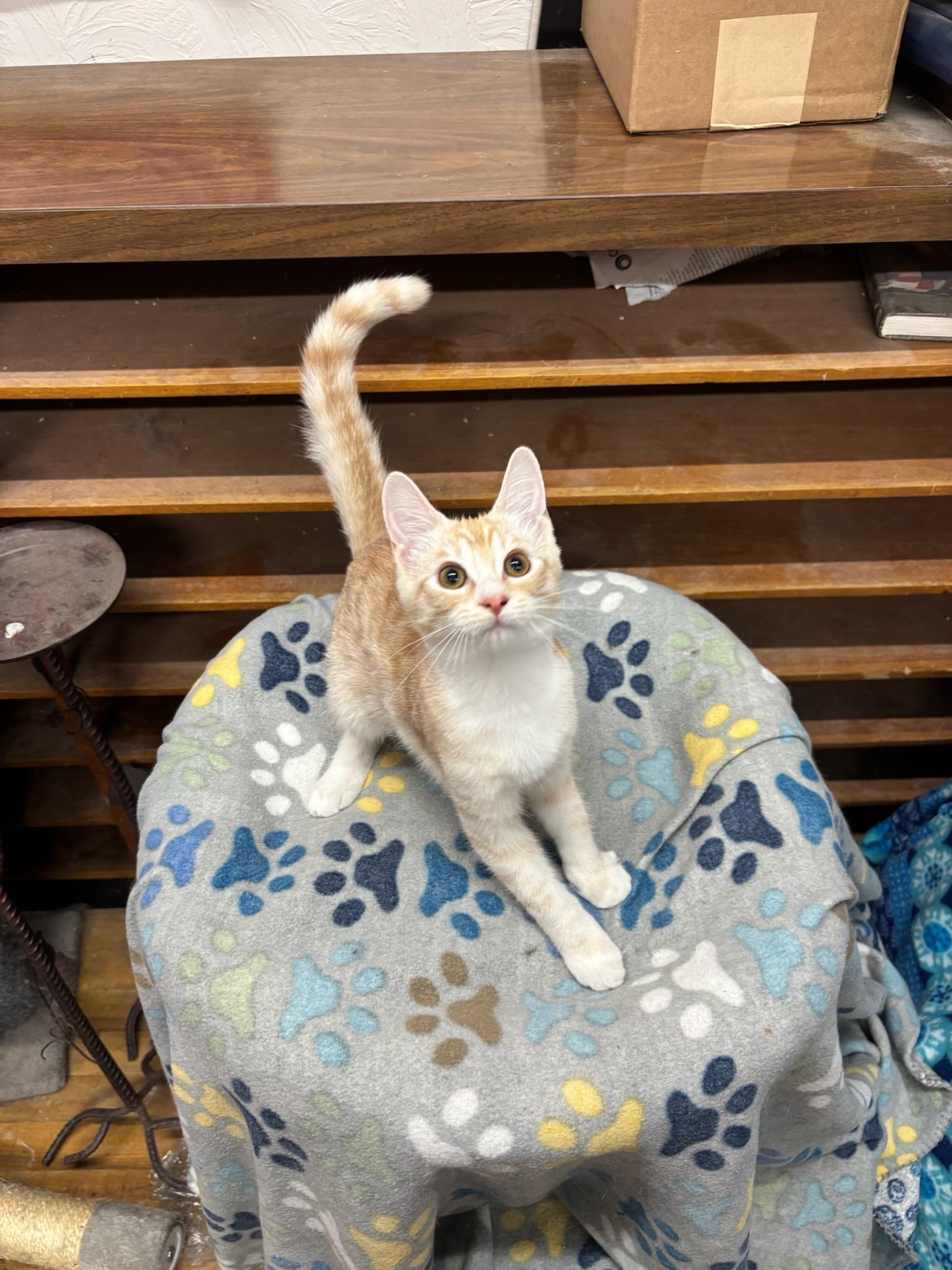 Enlarge Remy, a Adoptable Domestic Short Hair in Coldwater, MI image 3/3