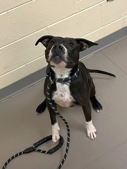 Meatloaf, a Adoptable mixed breed in Quakertown, PA image 2/3