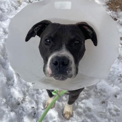 Meatloaf, a Adoptable mixed breed in Quakertown, PA image 3/3