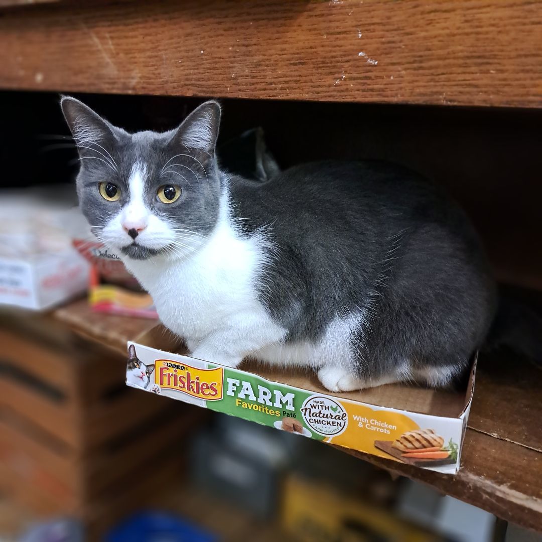 Enlarge Fae, a Adoptable Domestic Short Hair in Coldwater, MI image 3/5