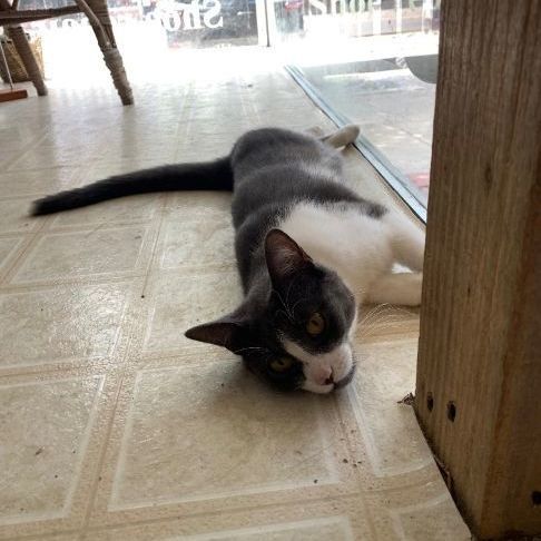 Enlarge Fae, a Adoptable Domestic Short Hair in Coldwater, MI image 4/5