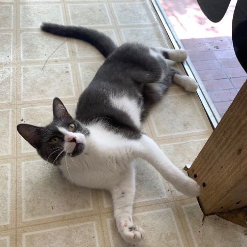 Enlarge Fae, a Adoptable Domestic Short Hair in Coldwater, MI image 5/5