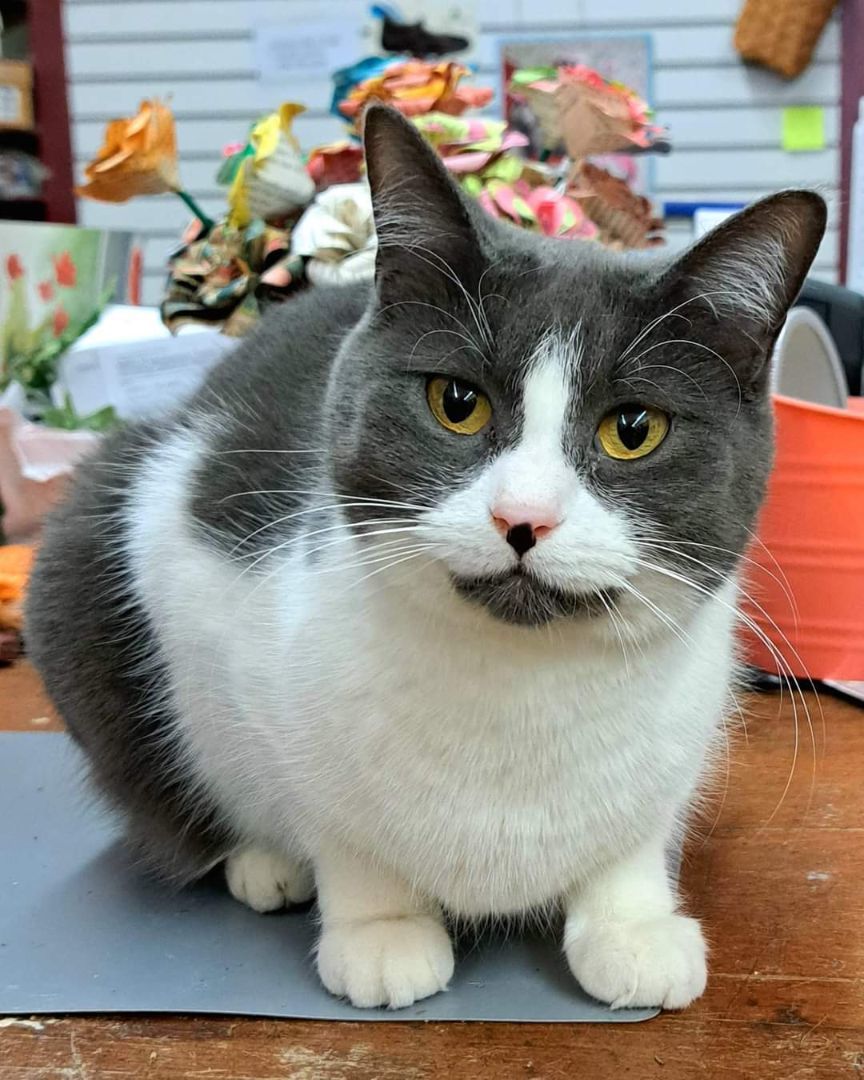 Fae, Adult Female Domestic Short Hair