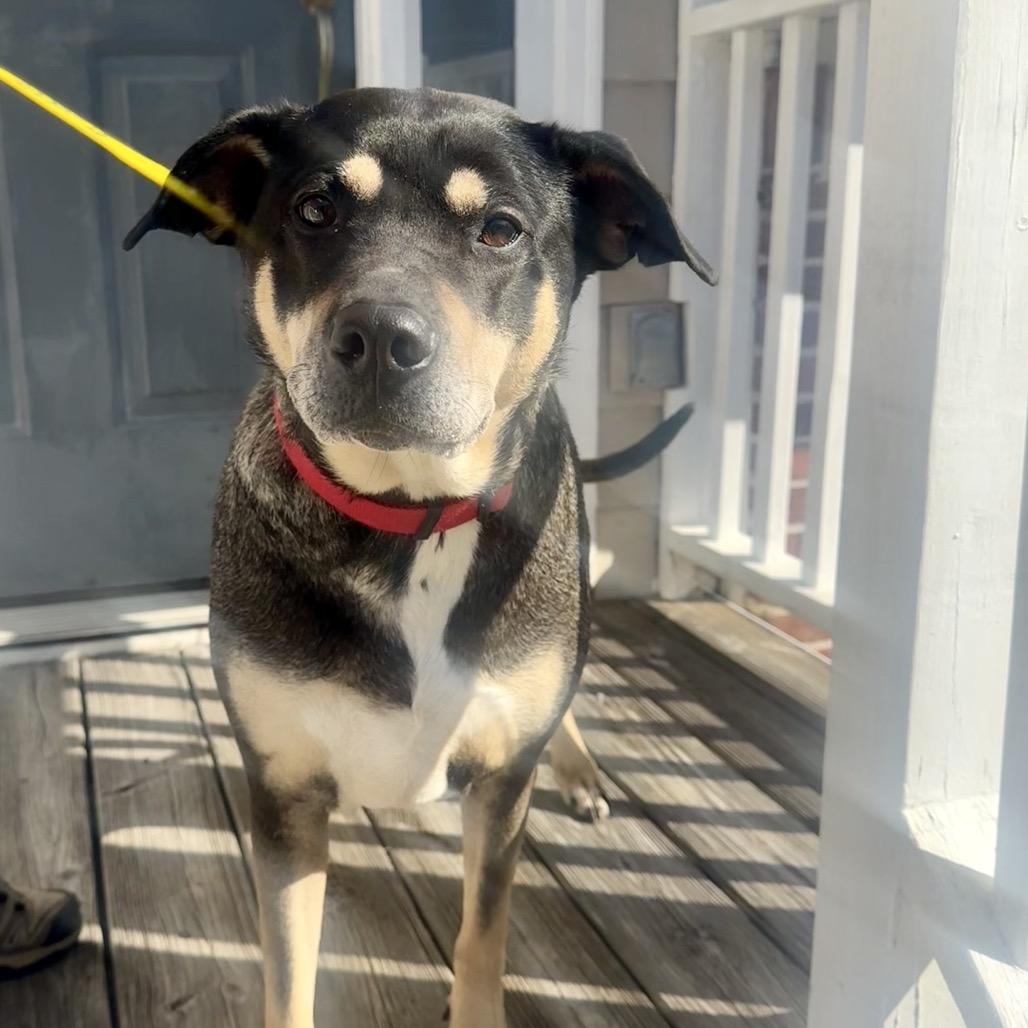 Enlarge Sadie, a Adoptable mixed breed in Austell, GA image 1/6