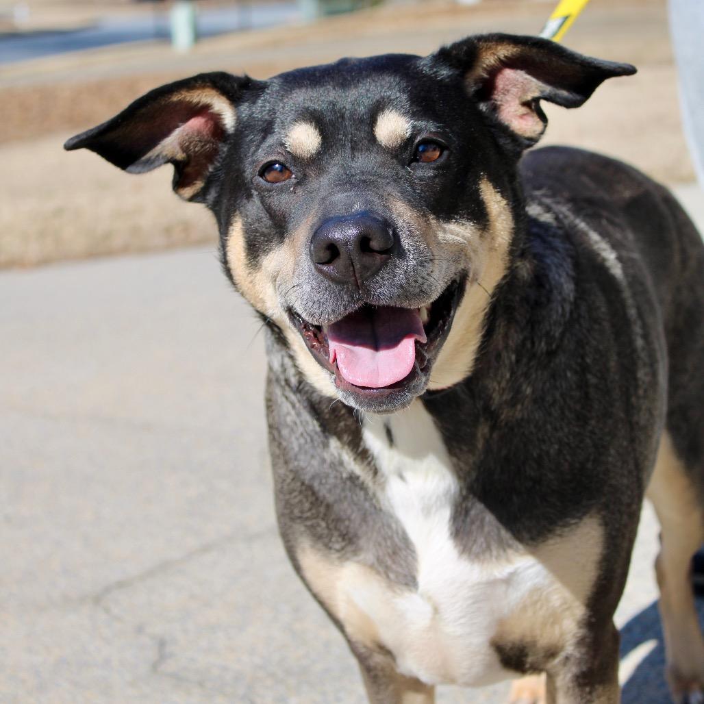 Enlarge Sadie, a Adoptable mixed breed in Austell, GA image 1/6