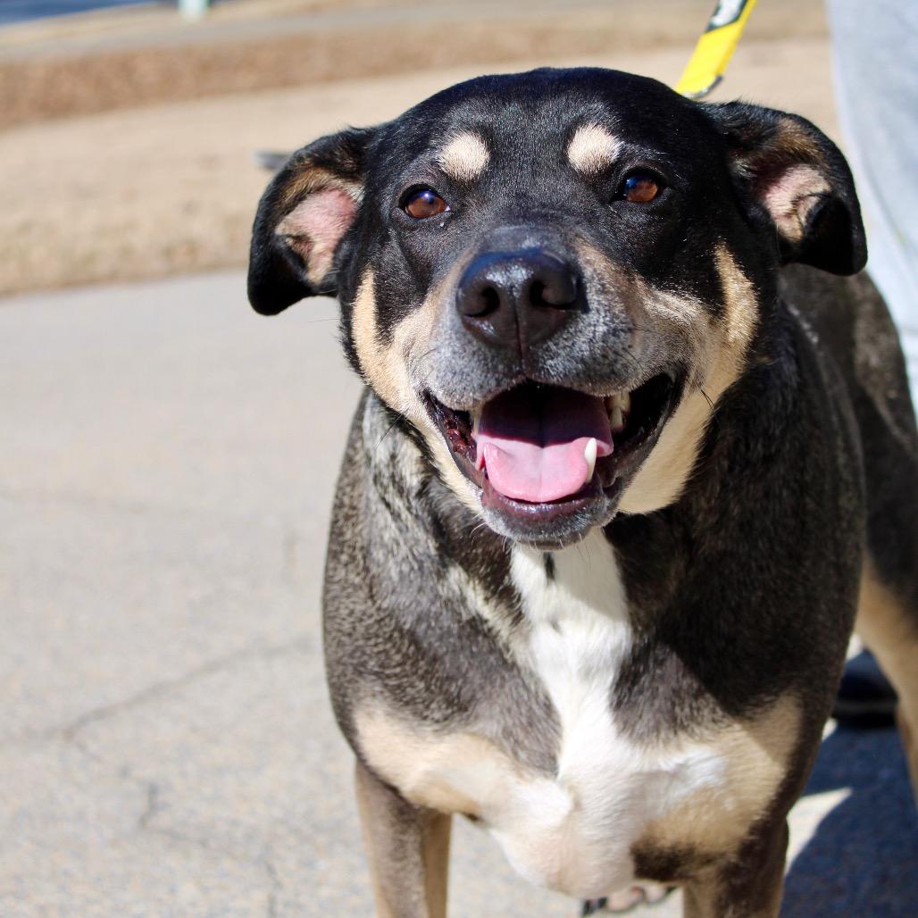 Enlarge Sadie, a Adoptable mixed breed in Austell, GA image 2/6