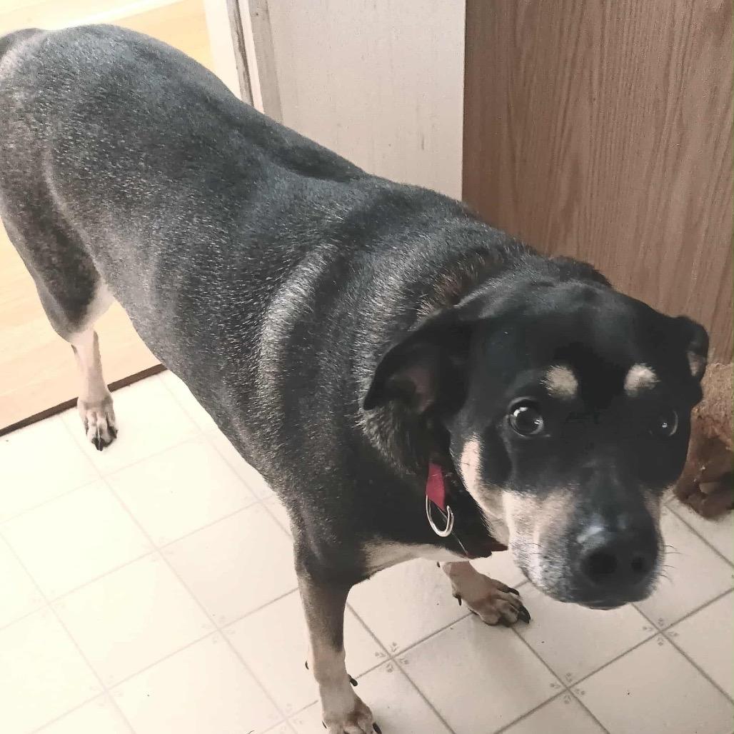 Sadie, Adoptable, Adult Female Coonhound & Siberian Husky.