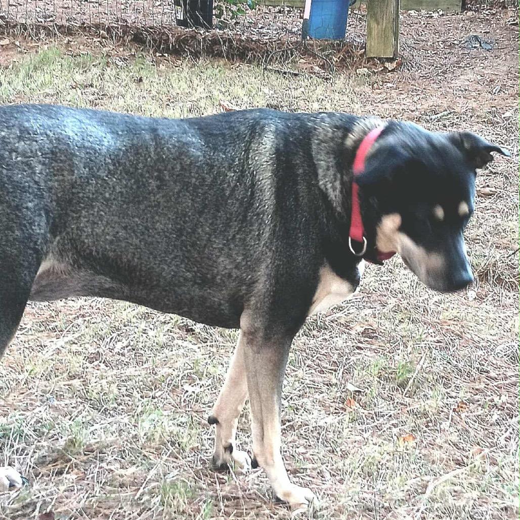 Enlarge Sadie, a Adoptable mixed breed in Austell, GA image 2/5