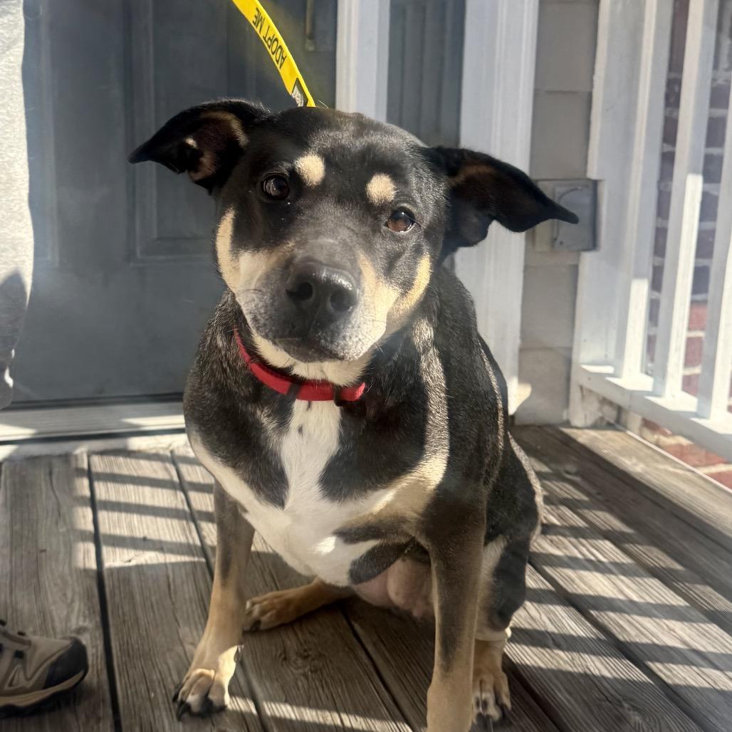 Enlarge Sadie, a Adoptable mixed breed in Austell, GA image 3/6