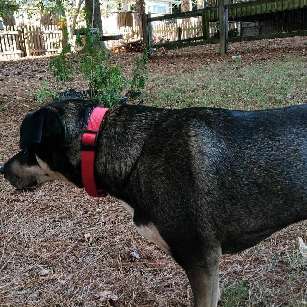 Enlarge Sadie, a Adoptable mixed breed in Austell, GA image 3/5