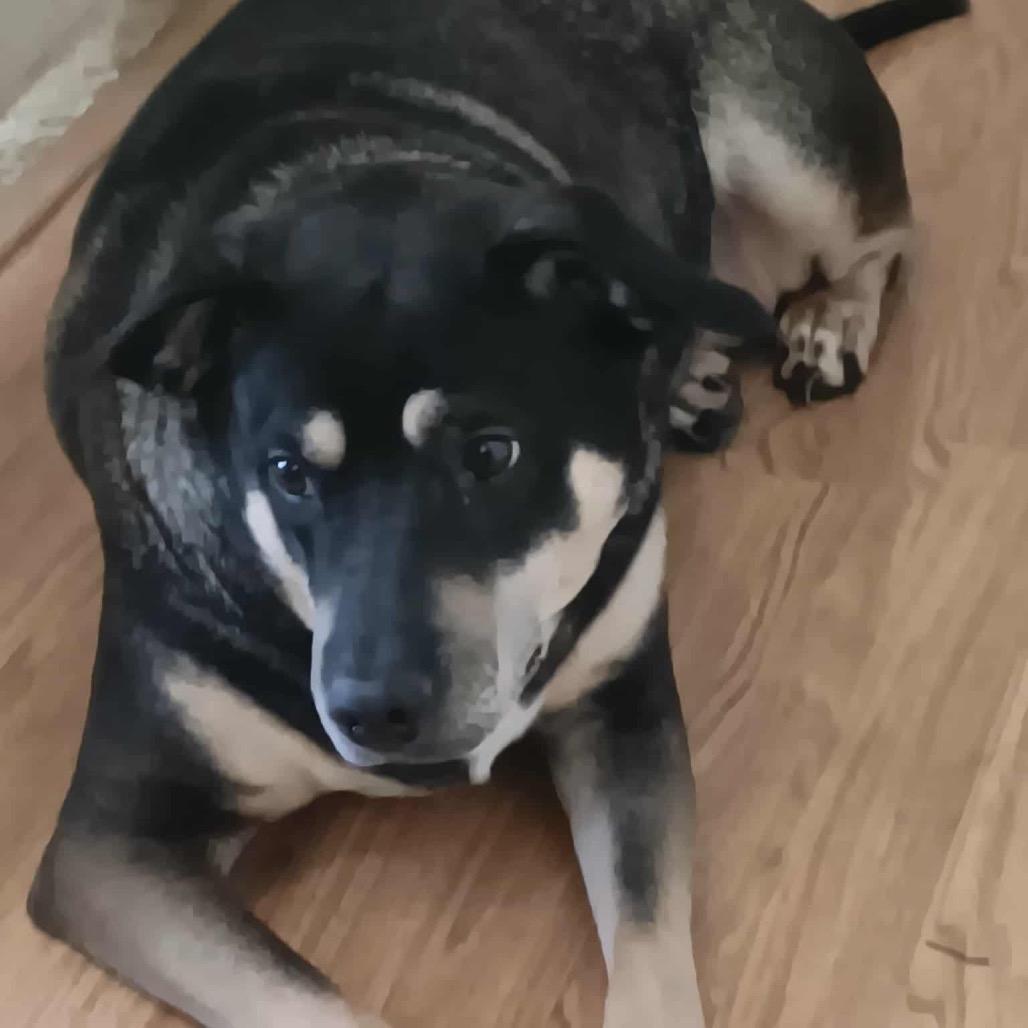 Enlarge Sadie, a Adoptable mixed breed in Austell, GA image 4/5