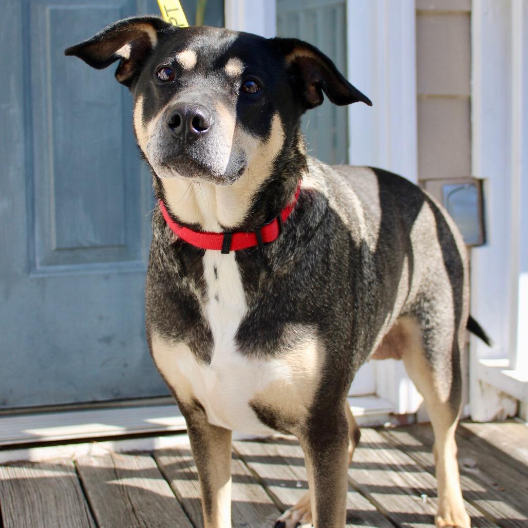 Enlarge Sadie, a Adoptable mixed breed in Austell, GA image 5/6
