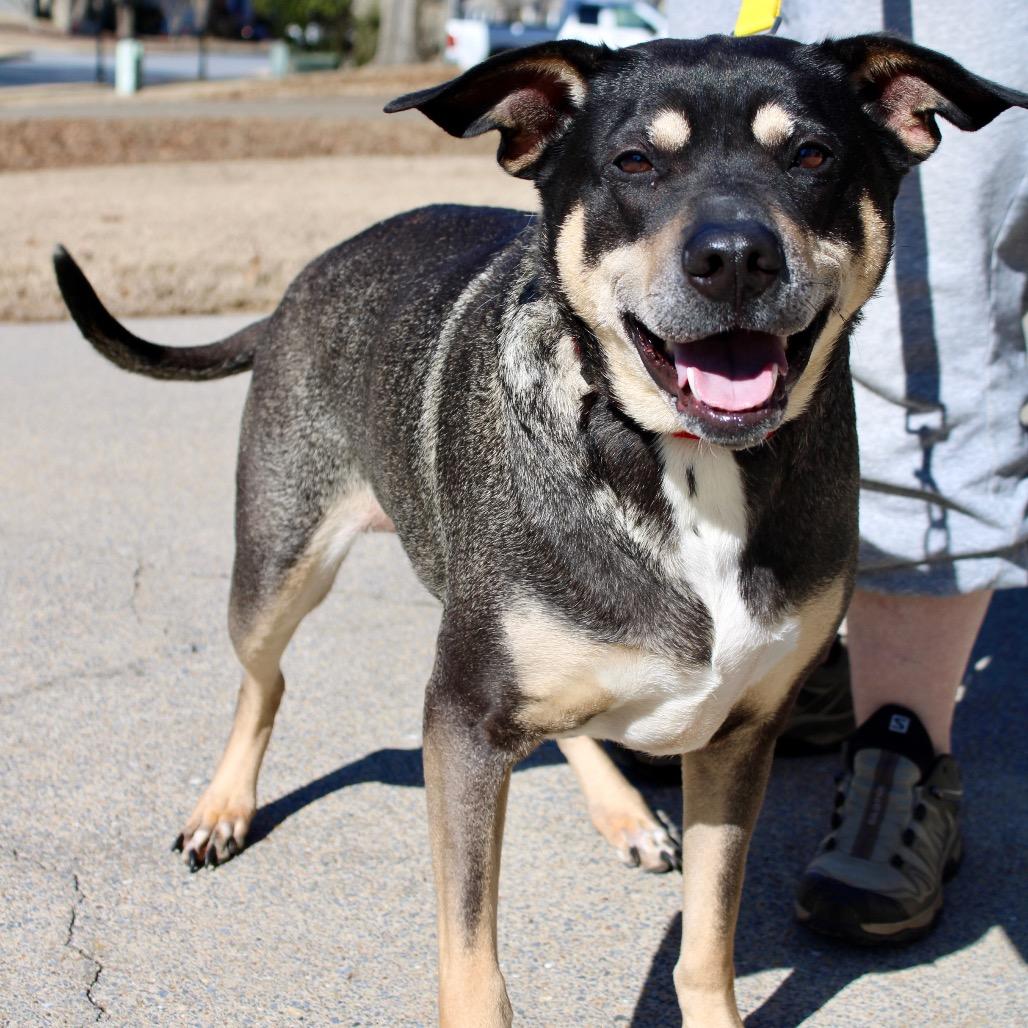 Enlarge Sadie, a Adoptable mixed breed in Austell, GA image 6/6