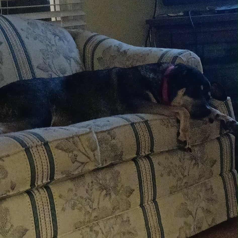 Enlarge Sadie, a Adoptable mixed breed in Austell, GA image 5/5