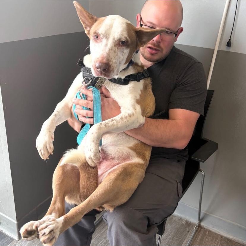 Pickles, a ADOPTABLE mixed breed in Philadelphia, PA image 3/3