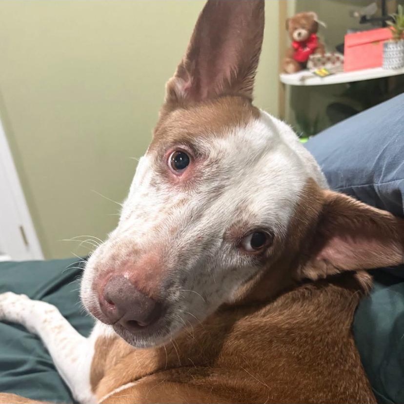 Pickles, ADOPTABLE, Adult Male Cattle Dog.