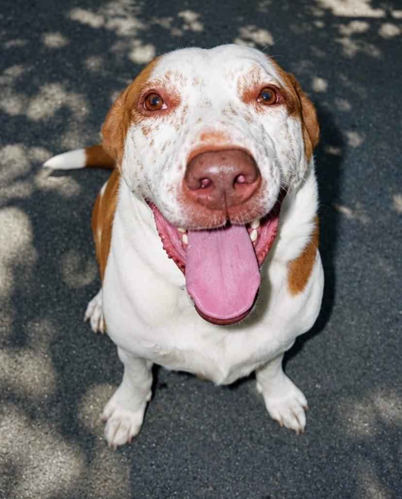 Enlarge Pickles, a ADOPTABLE mixed breed in Philadelphia, PA image 4/4
