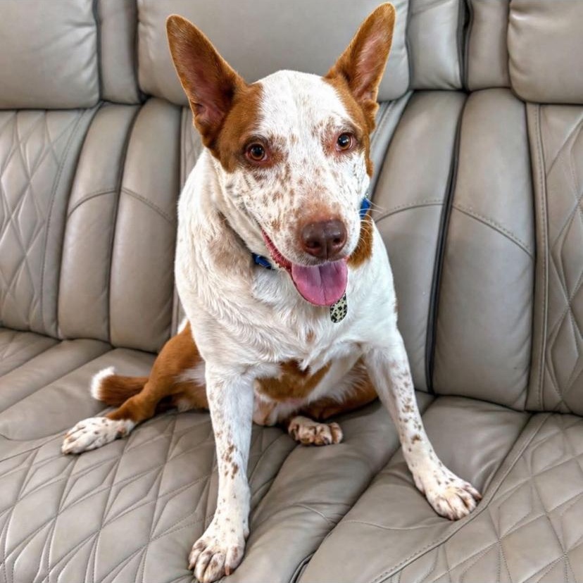 Pickles, a ADOPTABLE mixed breed in Philadelphia, PA image 1/3